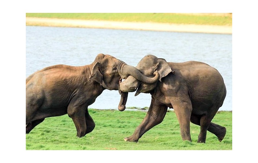 Safari nel Parco Nazionale di Udawalawe