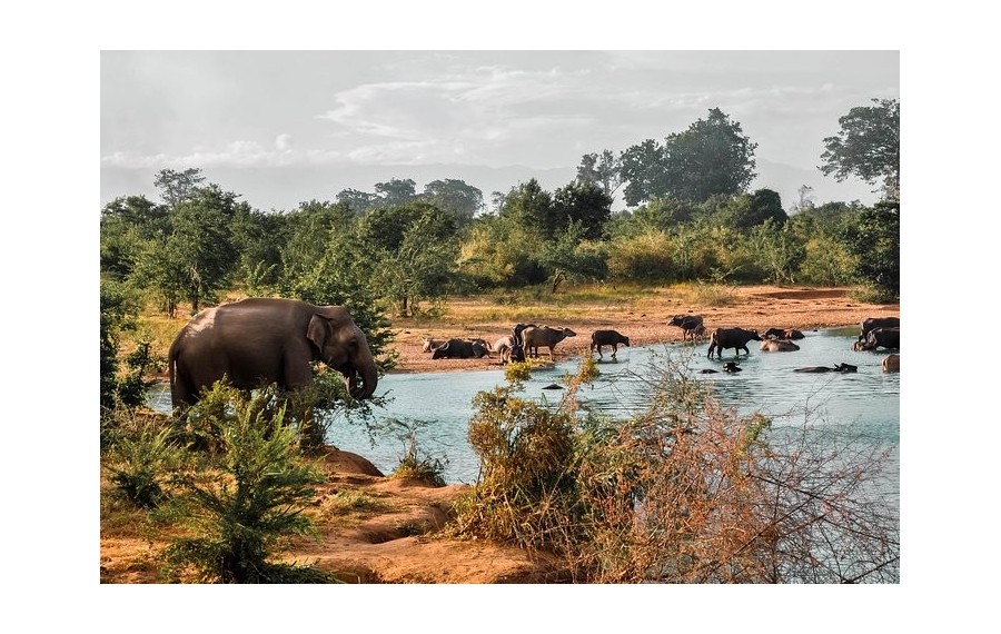 Safari nel Parco Nazionale di UdawalaweSriLanka