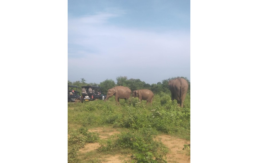 un safari di Udawalawe70,00 €Home