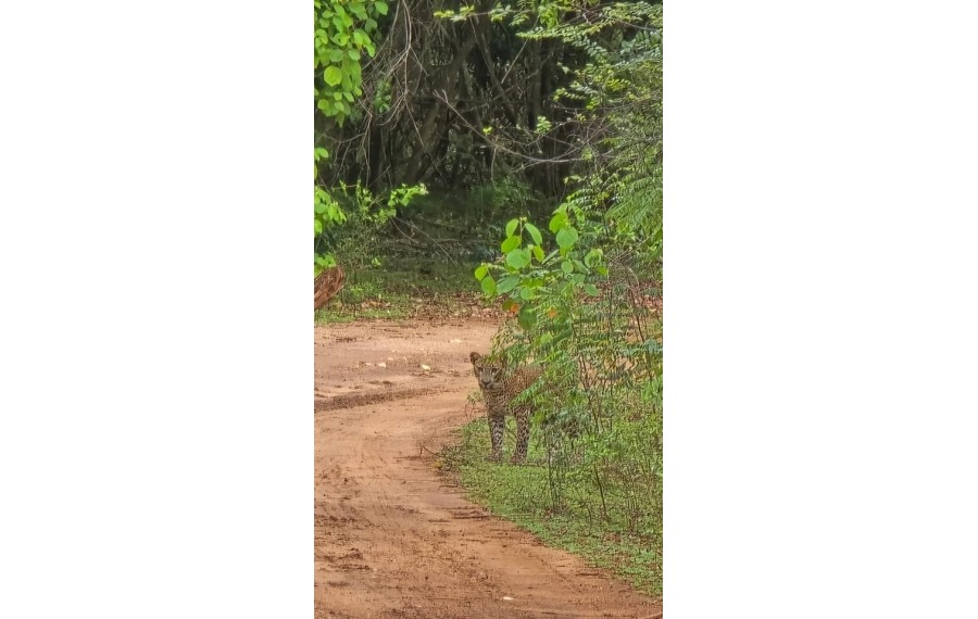 Safari privato al parco nazionale di Udwalawe (5 ore)