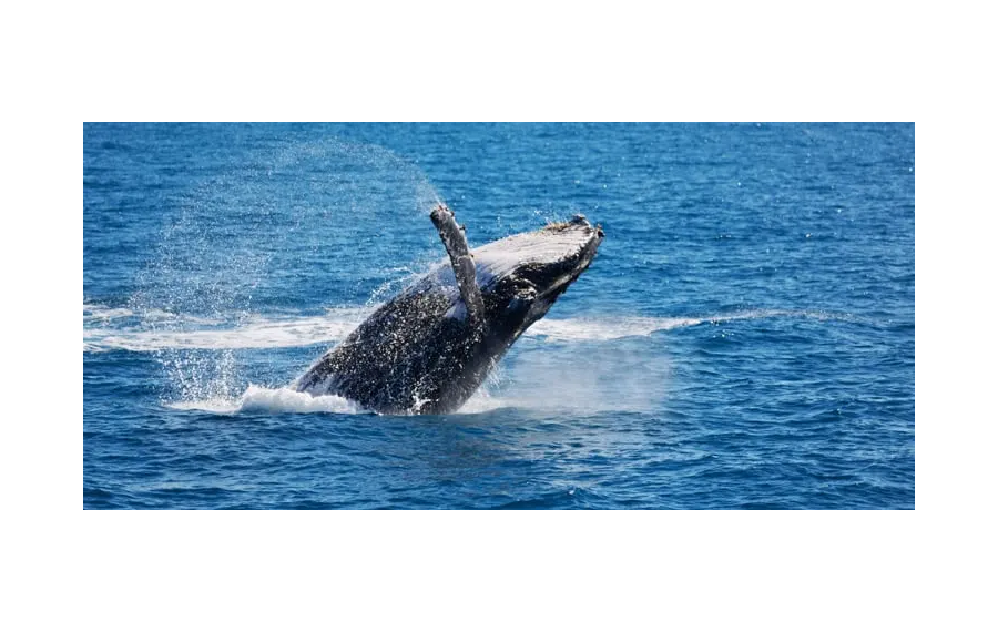 Pacchetto turistico Sri Lanka 4 giorni500,00 €SriLanka
